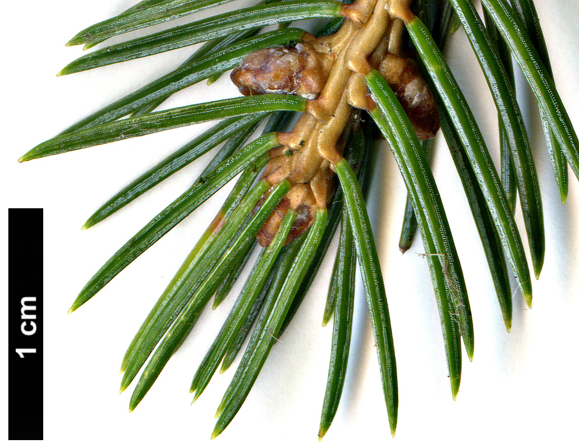 High resolution image: Family: Pinaceae - Genus: Picea - Taxon: alcoquiana - SpeciesSub: var. acicularis